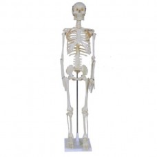 Σκελετός Ανθρώπινου Σώματος (1/2 μέγεθος)